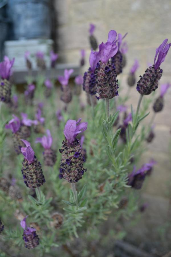 Castle Green Bed And Breakfast Ashbourne  Exterior foto